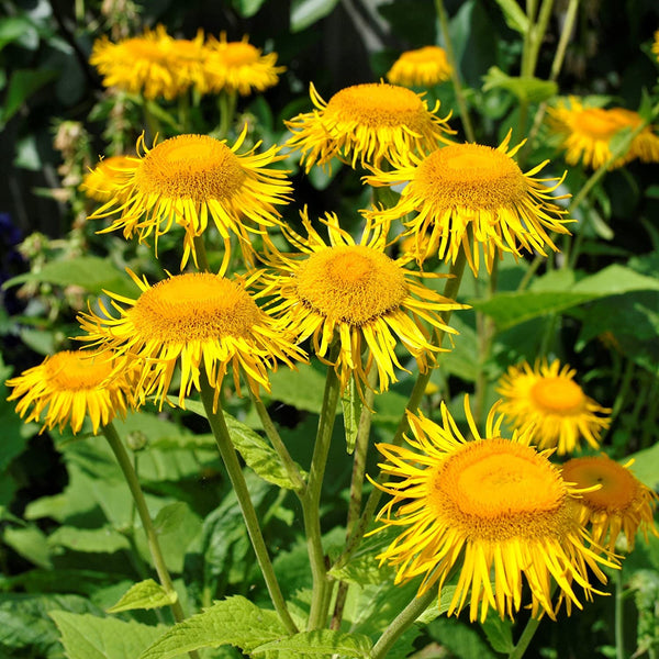 Elecampane (Inula helenium)