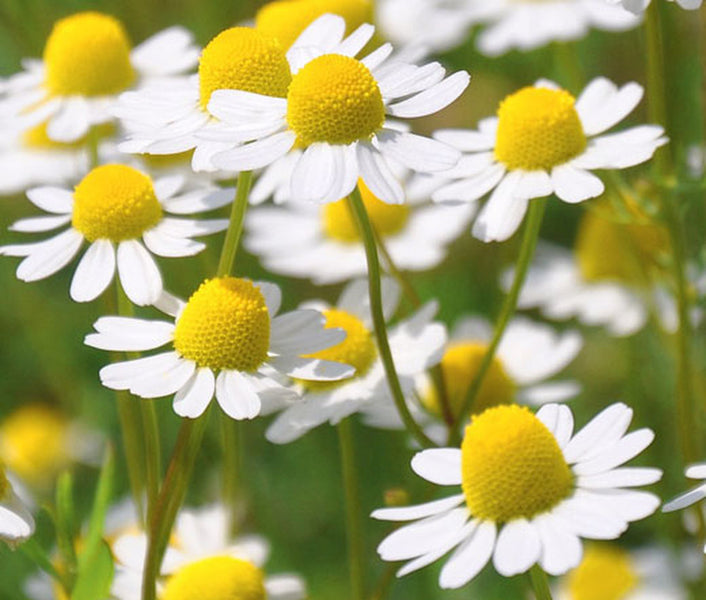 Chamomile (Matricaria recutita)