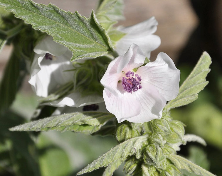 Marshmallow Root (Althaea officinalis)