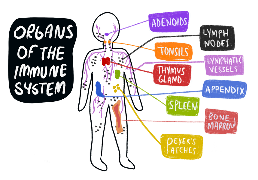 WTH Is That? #2: The Immune System