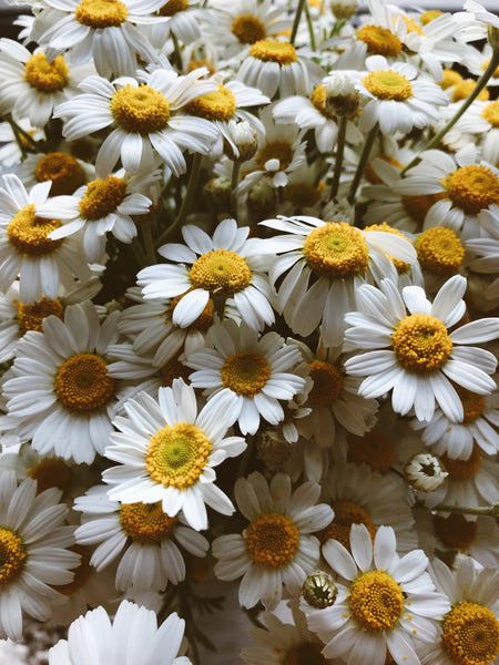 Chamomile Water (matricaria chamomilla)
