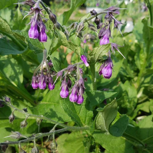 Comfrey (symphytum)