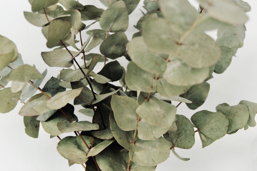 Eucalyptus (eucalyptus globulus)