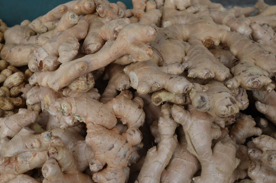Ginger Root (zingiber officinale)