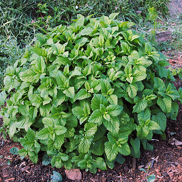 Lemon balm (Melissa officinale)