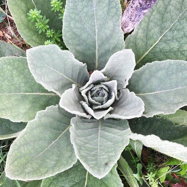 Mullein (Verbascum thapsus)