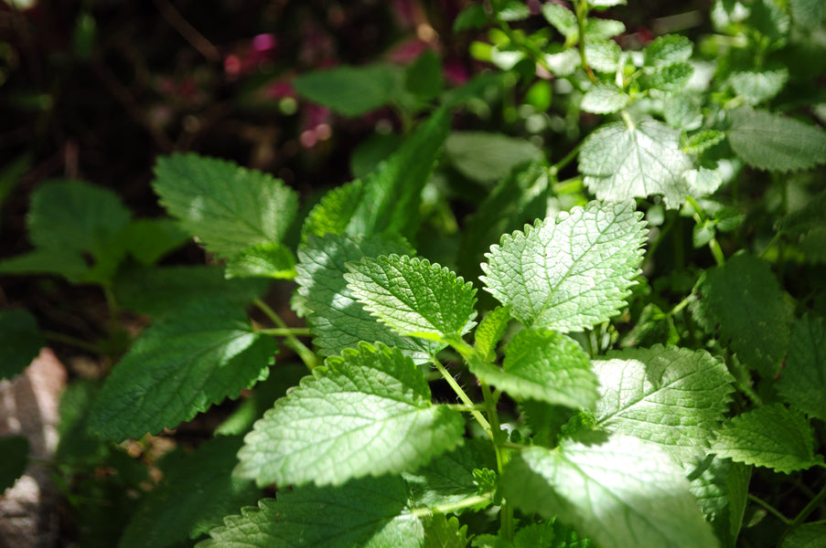 Peppermint (mentha × piperita)