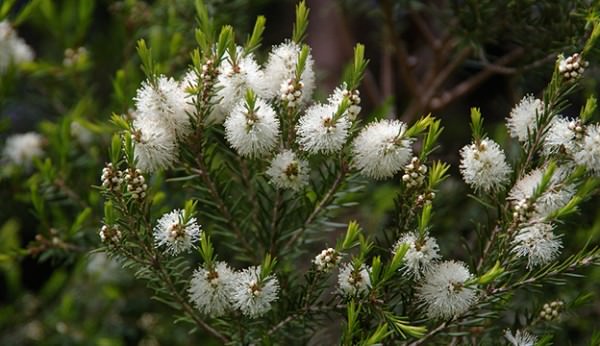 Tea Tree (melaleuca alternifolia)