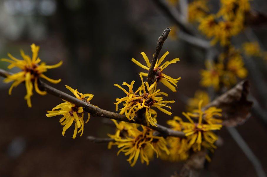 Witch Hazel (hamamelis)